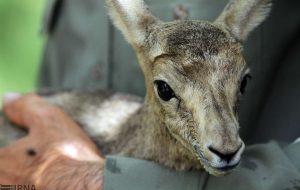 آغاز سرشماری آهوان زنجان آغاز سرشماری آهوان زنجان